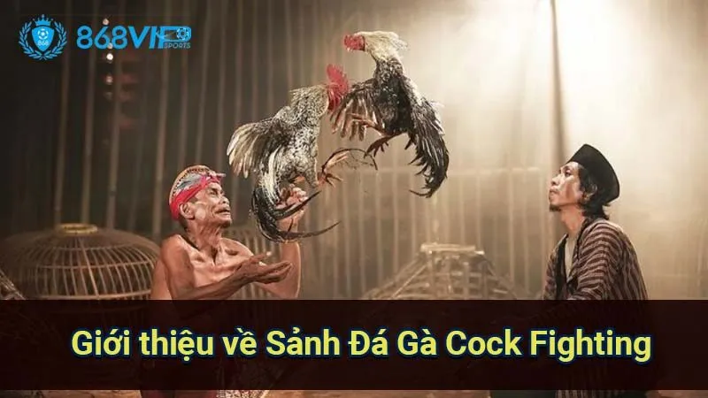 Sảnh Đá Gà Cock Fighting - Thế Giới Của Những Cuộc Chiến 5 gioi-thieu-ve-sanh-da-ga-cock-fighting